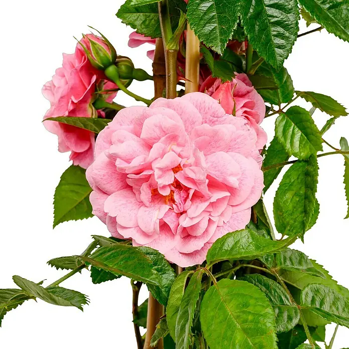 Kletterrose - Rosa 'Camelot' -R- ADR, Rosa - Nahaufnahme einer zarten, rosa Rose mit üppigem, grünem Laub vor einem neutralen Hintergrund.
