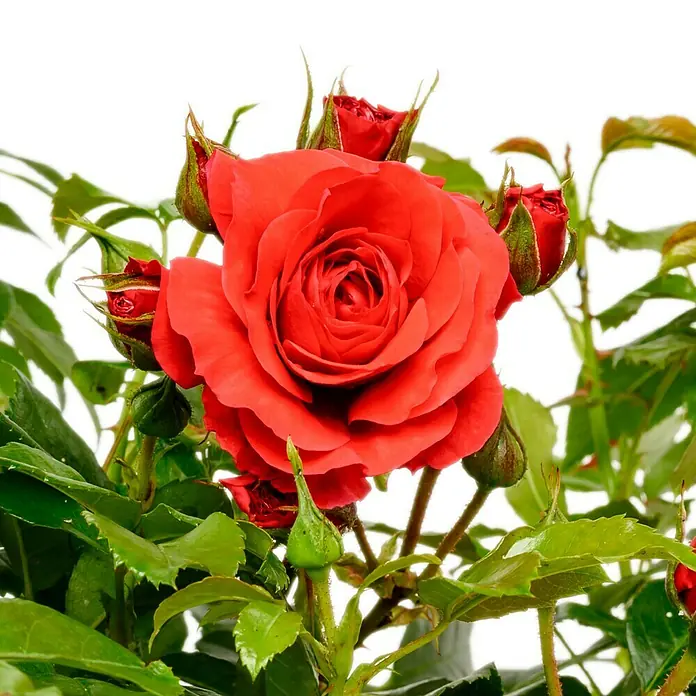 Beetrose - Rosa 'Cherry Girl' ® ADR, Rot - Eine leuchtend rote Rosenpflanze mit einer voll erblühten Blüte und mehreren Knospen zwischen grünen Blättern.