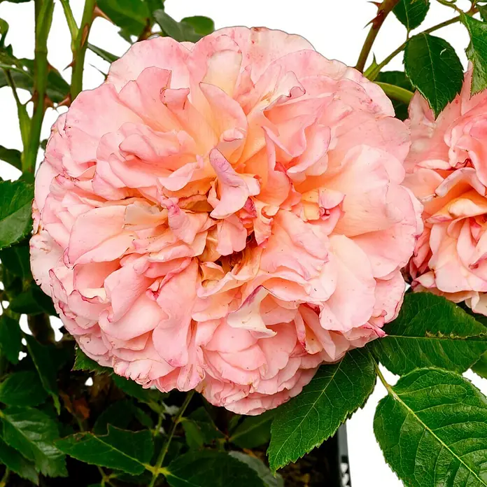 Edelrose - Rosa 'Augusta Luise' ®, Champagner-Rosé - Nahaufnahme einer zarten, gefüllten Rose in Pfirsichrosa mit dunkleren Rändern, umgeben von grünen Blättern und Stacheln.