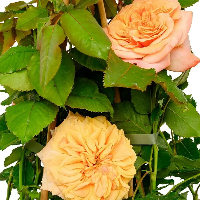 Strauchrose - Rosa 'La Villa Cotta' -R-, Topfvolumen: 5,5 l, Orange - Nahaufnahme von zwei üppigen Rosenblüten in Pfirsich- und Gelbtönen, umgeben von grünen Blättern und Stängeln.