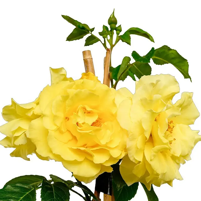 Strauchrose - Rosa 'Lichtkönigin Lucia' -R-, Topfvolumen: 5,5 l, Zitronengelb - Nahaufnahme von leuchtend gelben Rosenblüten vor schwarzem Hintergrund.