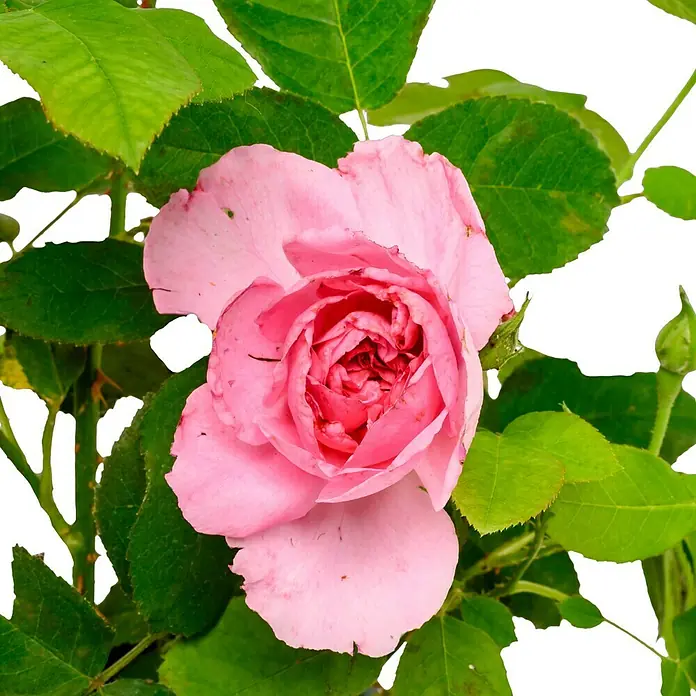 Strauchrose - Rosa 'Gertrude Jekyll' -R-, Topfvolumen: 5,5 l, Kräftig Rosa - Nahaufnahme einer zarten, rosa Rose, umgeben von grünen Blättern, die ihre sanfte Schönheit und natürliche Anmut hervorhebt.