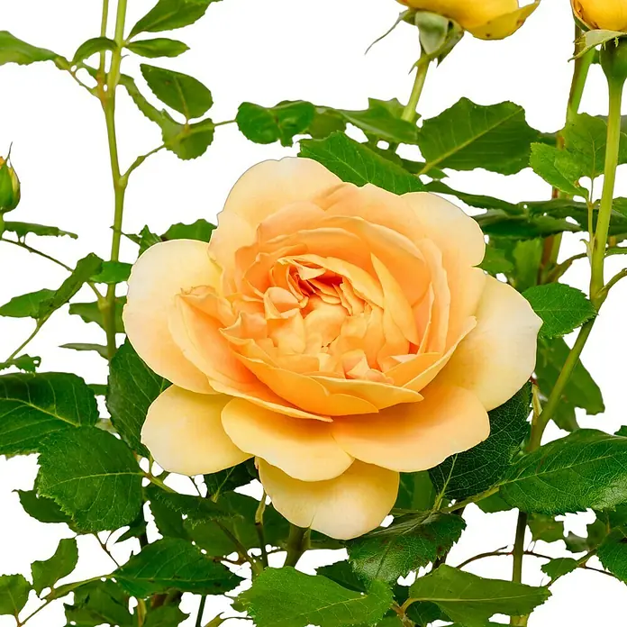 Strauchrose - Rosa 'Golden Celebration' -R-, Topfvolumen: 5,5 l, Goldgelb - Nahaufnahme einer einzelnen gelben Rose, die ihre zarten Blütenblätter und die umliegenden grünen Blätter zeigt.
