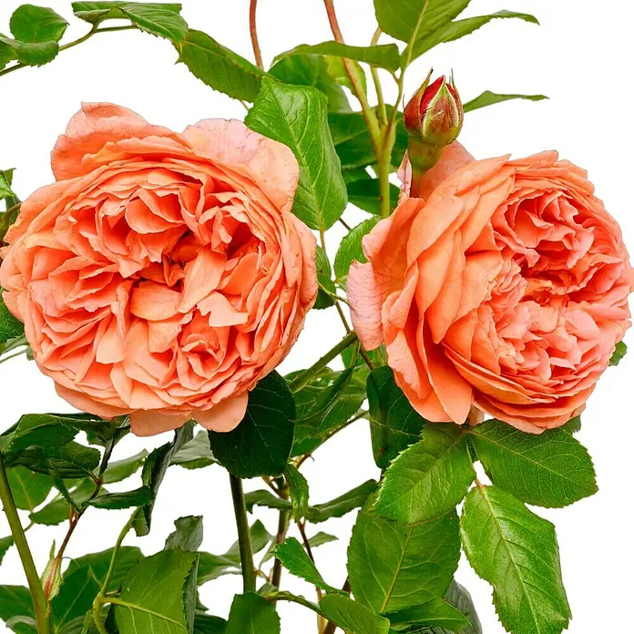 Strauchrose - Rosa 'Summer Song' -R-, Topfvolumen: 5,5 l, Orangerot - Nahaufnahme von zwei duftenden, voll erblühten Aprikosenrosen mit üppigem Laub und einer kleinen Knospe.