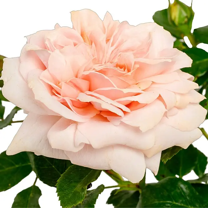 Beetrose - Rosa 'Garden of Roses' ® ADR, Creme-Pastellrosa - Nahaufnahme einer zarten, hellrosa Rose mit üppigen Blütenblättern und grünen Blättern, die ihre Schönheit unterstreichen.