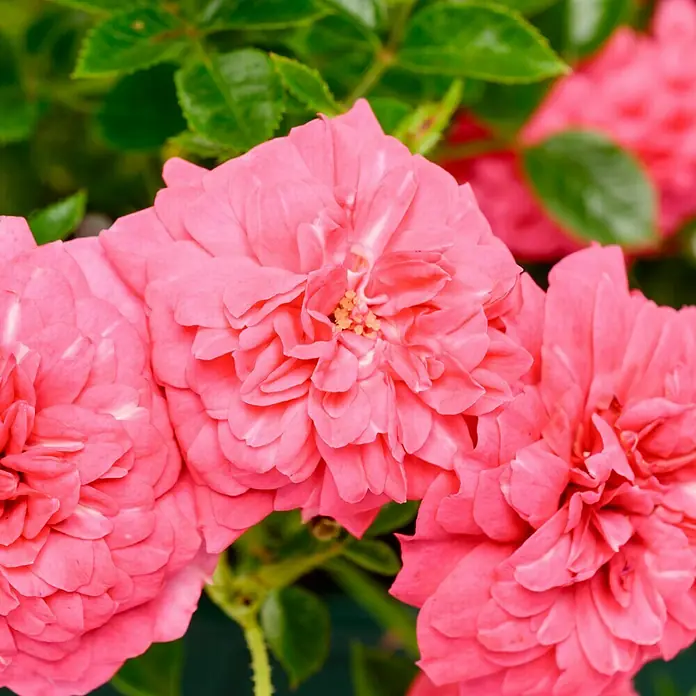 Bodendeckerrose - Rosa 'Knirps' -R-, Topfvolumen: 4,5 l, Kräftig Rosa - Nahaufnahme von drei leuchtend rosa Rosenblüten mit üppigen Blütenblättern und grünen Blättern im Hintergrund, die ihre Schönheit hervorheben.