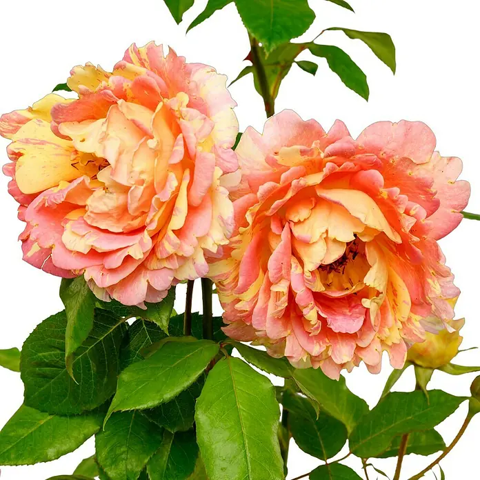 Edelrose - Rosa 'Rose des Cisterciens', Rosa/Cremegelb - Wunderschöne Nahaufnahme von zwei üppigen Rosenblüten in sanften Pfirsich- und Gelbtönen, umgeben von frischem Grün und vor einem eleganten, dunklen Hintergrund.