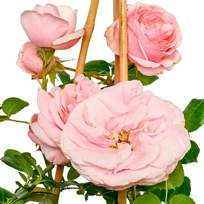 Kletterrose - Rosa 'Giardina', Rosa - Zarte rosa Rosenblüten mit grünen Blättern und Bambusstäben, ideal für dekorative Zwecke. Ein Hauch von Natur für Ihr Zuhause.