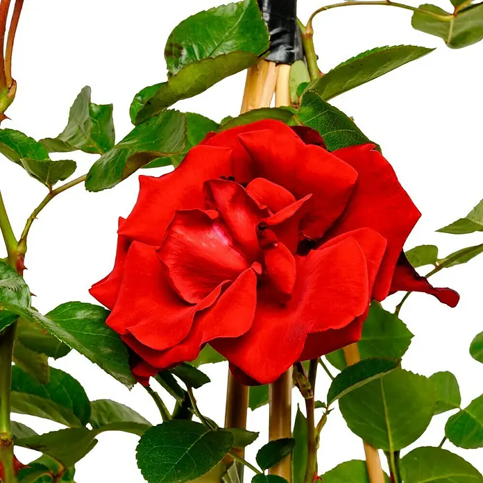 Kletterrose - Rosa 'Santana' -R-, Rot - Nahaufnahme einer strahlend roten Rose mit grünen Blättern, die an einem Bambusstab befestigt ist.
