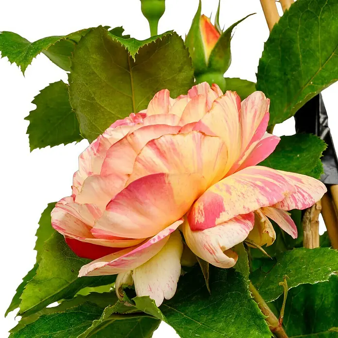Strauchrose - Rosa 'Marc Chagall' -R-, Topfvolumen: 6,5 l, Rot/Gelb gestreift - Nahaufnahme einer zweifarbigen Rose mit rosa und gelben Blütenblättern, umgeben von grünen Blättern und Knospen.