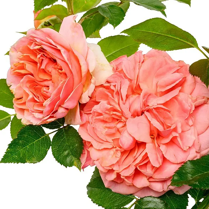 Edelrose - Rosa 'Chippendale' ®, Dunkelorange - Nahaufnahme von zwei pastellrosafarbenen Rosenblüten mit grünen Blättern vor einem neutralen, dunklen Hintergrund.