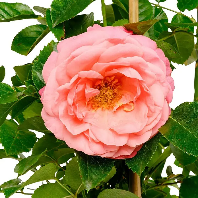 Kletterrose - Rosa 'Rosanna' -R-, Lachsrosa - Nahaufnahme einer üppigen, pfirsichfarbenen Rose mit samtigen Blütenblättern und leuchtend gelben Staubgefäßen, umgeben von grünen Blättern.