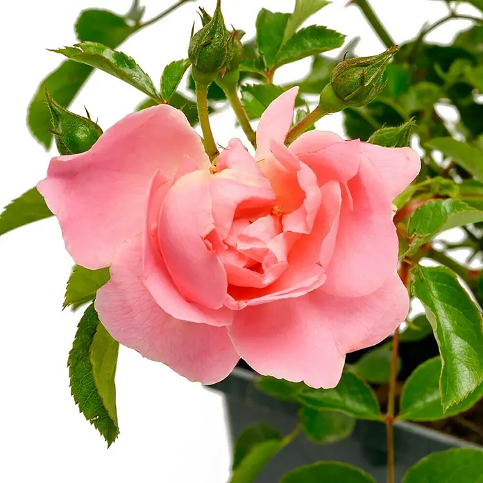 Bodendeckerrose - Rosa 'Sommerwind' -R-, Topfvolumen: 4,5 l, Rosa - Nahaufnahme einer zarten, rosa Rose mit grünen Blättern und Knospen. Die Rose steht in einem dunklen Topf.