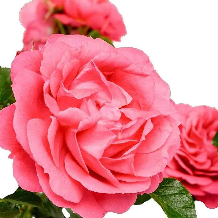 Beetrose - Rosa 'Moin Moin' ®, Rosa - Nahaufnahme von rosa Rosenblüten mit komplexen Blütenblättern und lebendigen grünen Blättern, die die Schönheit der Natur hervorheben.