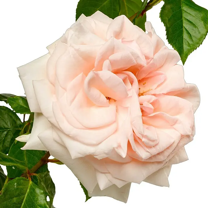 Edelrose - Rosa 'Schloss Ippenburg' ADR, Lachsrosa - Nahaufnahme einer zarten, pastellfarbenen Rose mit üppigen Blütenblättern und grünen Blättern, die ihre sanfte Schönheit hervorheben.