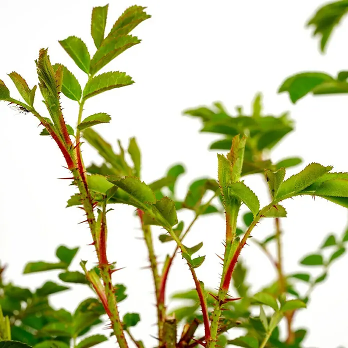 Strauchrose - Rosa nitida, Topfvolumen: 4,5 l - Nahaufnahme eines dornigen Rosenstrauchs mit grünen Blättern und roten Stielen vor einem hellen Hintergrund.