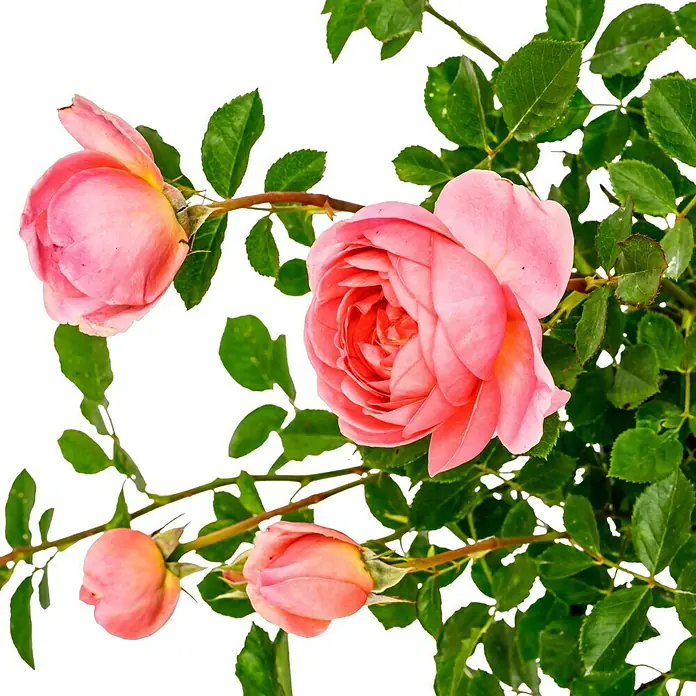 Strauchrose - Rosa 'Boscobel', Topfvolumen: 5,5 l, Rosa - Nahaufnahme von zarten rosa Rosenblüten mit üppigem grünem Laub auf einem schwarzen Hintergrund.