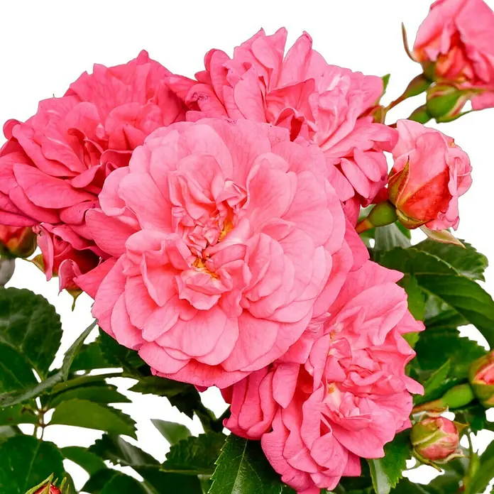 Bodendeckerrose - Rosa 'Palmengarten Frankfurt' -R-, Topfvolumen: 4,5 l, Kräftig Rosa - Nahaufnahme eines üppigen Rosenstrauchs mit mehreren voll erblühten, leuchtend pinkfarbenen Rosen. Die Blütenblätter sind dicht und wirken samtig.