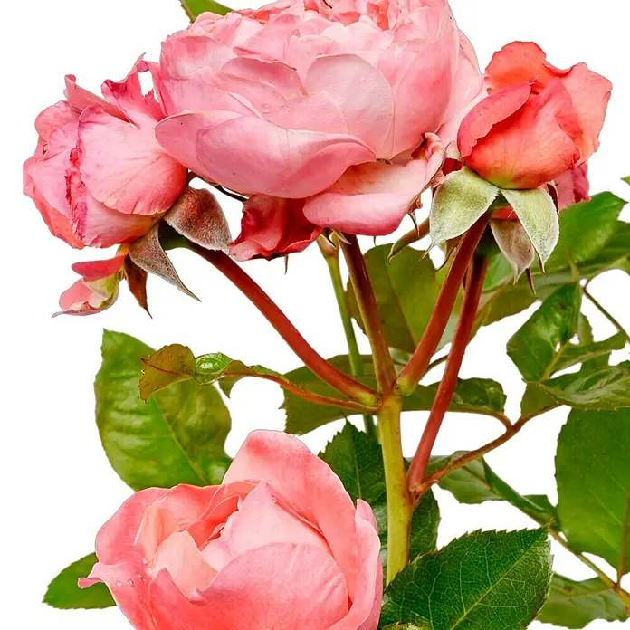Strauchrose - Rosa 'Kölner Flora' -R-, Topfvolumen: 5,5 l, Rosa - Nahaufnahme von rosa Rosenblüten mit grünen Blättern, die Schönheit und Zartheit der Blüten hervorheben.
