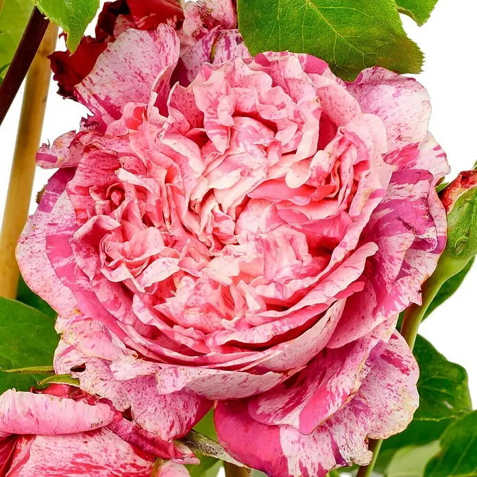 Kletterrose - Rosa 'Colibri' -R- Farbfestival -R-, Rot/Weiß - Nahaufnahme einer mehrfarbigen Rose in Rosa- und Weißtönen mit grünen Blättern.