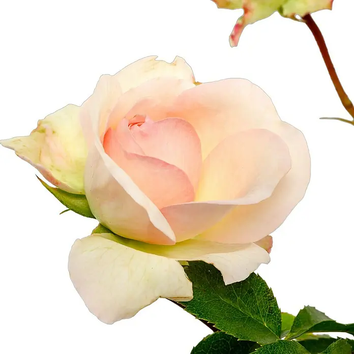 Beetrose - Rosa 'Kurfürstin Sophie' ®, Rosa - Nahaufnahme einer zarten, blassrosa Rose mit cremefarbenen Akzenten und grünen Blättern vor einem eleganten, tiefschwarzen Hintergrund.