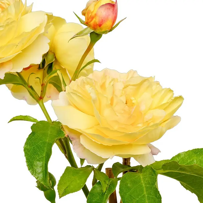 Strauchrose - Rosa 'Chateau de Cheverny' ADR, Topfvolumen: 6,5 l, Gelb - Nahaufnahme einer strahlend gelben Rose mit einem leuchtend roten Farbton auf den oberen Blütenblättern, umgeben von sattgrünen Blättern.
