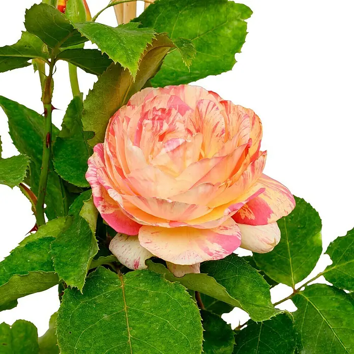 Strauchrose - Rosa 'Marc Chagall' -R-, Topfvolumen: 6,5 l, Rot/Gelb gestreift - Eine atemberaubende Nahaufnahme einer gestreiften Rose in voller Blüte, mit lebendigen Farben und zarten Details, die ihre Schönheit hervorheben.