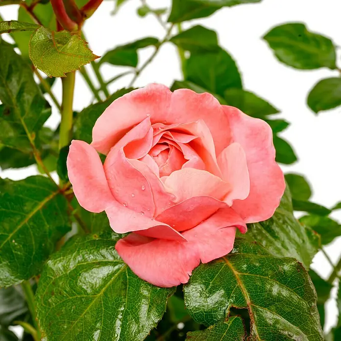 Strauchrose - Rosa 'Kölner Flora' -R-, Topfvolumen: 5,5 l, Rosa - Nahaufnahme einer einzelnen, zarten, korallenroten Rose mit grünen Blättern, die ihre Schönheit und Eleganz hervorhebt.