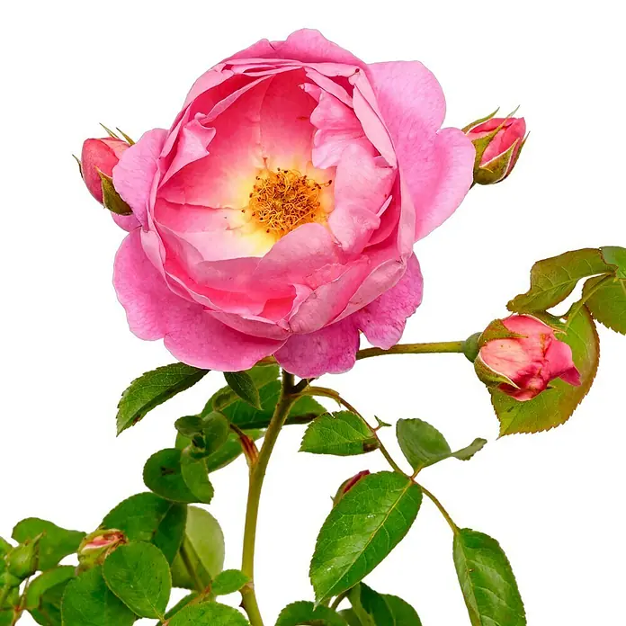 Strauchrose - Rosa 'Royal Jubilee', Topfvolumen: 5,5 l, Pink - Nahaufnahme einer rosa Rose mit gelbem Zentrum und grünen Blättern vor schwarzem Hintergrund. Die Rose ist voll erblüht und strahlt Schönheit aus.