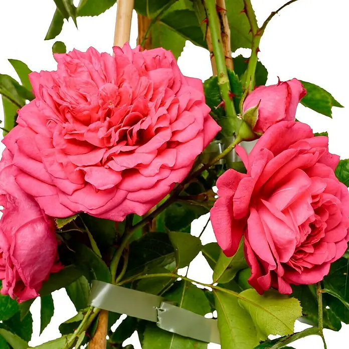 Kletterrose - Rosa 'Laguna' -R- ADR, Pink - Nahaufnahme üppiger, rosafarbener Rosenblüten, die eine faszinierende Textur und Farbe zeigen, ideal für Garten- und Blumendesign.