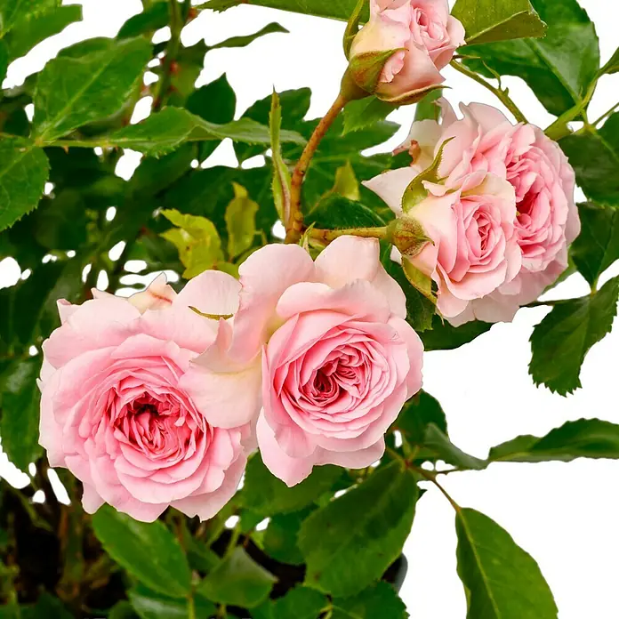 Bodendeckerrose - Rosa 'Larissa' -R- ADR, Topfvolumen: 4,5 l, Zartrosa - Nahaufnahme von rosa Rosenblüten und grünen Blättern, die die Schönheit und Zartheit dieser eleganten Blumen zeigen.