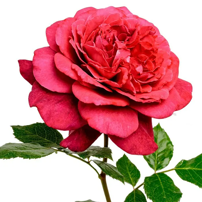 Edelrose - Rosa 'Bellevue' ®, Purpurrot - Nahaufnahme einer roten Rose mit sichtbaren Blütenblättern und grünen Blättern vor einem schwarzen Hintergrund.