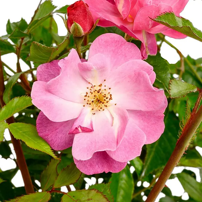 Bodendeckerrose - Rosa 'Lavender Dream' -R-, Topfvolumen: 4,5 l, Lavendelfarben - Charmante Nahaufnahme einer rosa Rose mit einem noch geschlossenen roten Blütenkopf, umgeben von grünen Blättern, die ihre Schönheit hervorheben.
