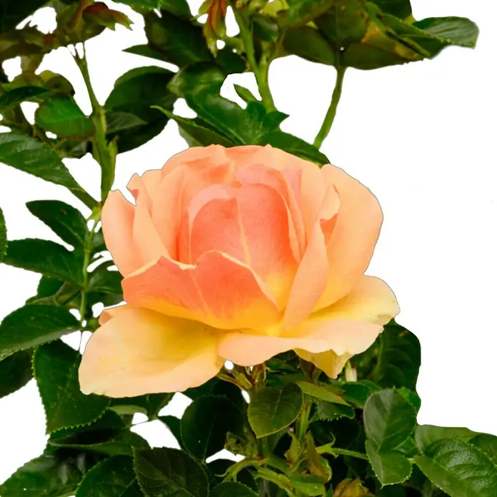 Beetrose - Rosa 'Hansestadt Rostock' ®, Bernstein/Apricot - Nahaufnahme einer apricotfarbenen Rose mit grünen Blättern. Die Rose ist in voller Blüte und hat eine samtige Textur.