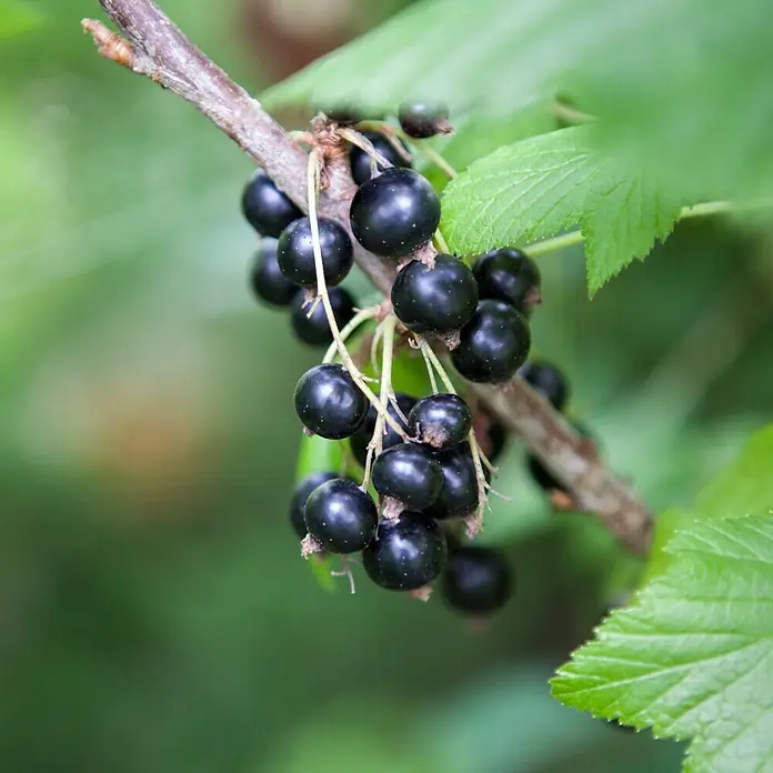 Piardino Schwarze Johannisbeere TitaniaRibes nigrum, Erntezeit: Juli - Nahaufnahme von frischen, reifen schwarzen Johannisbeeren, die an einem Zweig hängen, ideal für gesunde Ernährung und saisonale Produkte.