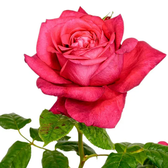 Edelrose - Rosa 'Johann Wolfgang v Goethe Rose', Purpurviolett - Nahaufnahme einer einzelnen, leuchtend rosafarbenen Rose mit grünen Blättern, die ihre Schönheit und Eleganz hervorhebt.
