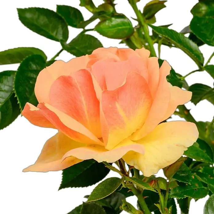 Beetrose - Rosa 'Hansestadt Rostock' ®, Bernstein/Apricot - Eine Nahaufnahme einer wunderschönen, zweifarbigen Rose in Pfirsich- und Gelbtönen, umgeben von üppigem grünen Laub vor einem dunklen Hintergrund.
