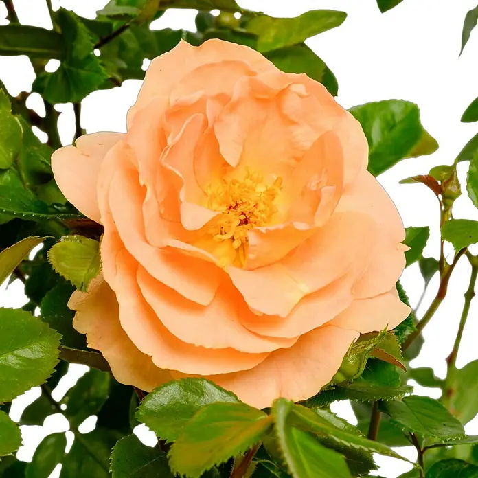Beetrose - Rosa 'Schöne vom See' ®, Apricot-Orange - Nahaufnahme einer Pfirsichfarbenen Rose mit gelben Staubgefäßen, umgeben von grünen Blättern, die die zarte Schönheit und Eleganz der Blüte hervorheben.