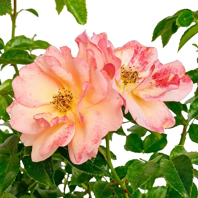 Beetrose - Rosa 'Aprikola' ®, Apricot - Nahaufnahme von zwei zarten Rosenblüten mit rosa und gelben Farbtönen, umgeben von üppigem, grünem Blattwerk.