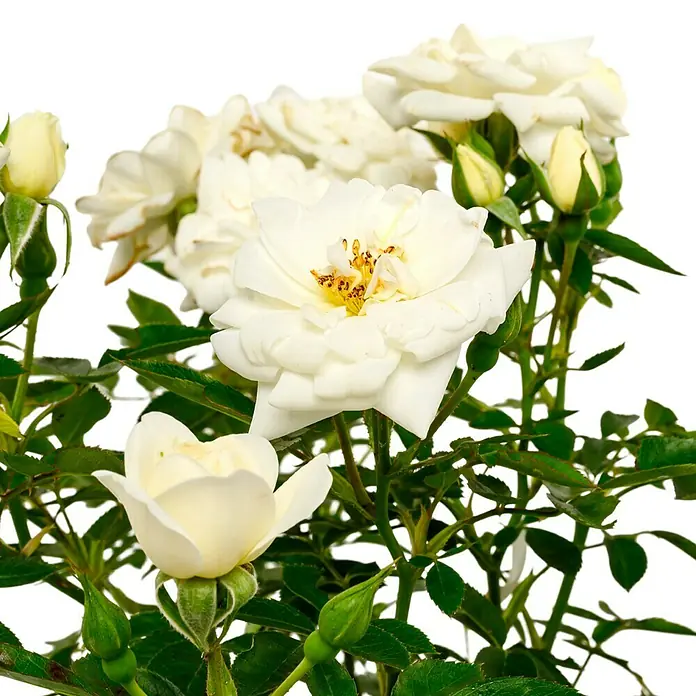 Bodendeckerrose - Rosa 'Kent' -R-, Topfvolumen: 4,5 l, Reinweiß - Nahaufnahme eines Strauchs mit zarten weißen Rosenblüten und grünen Blättern, isoliert auf einem reinweißen Hintergrund.