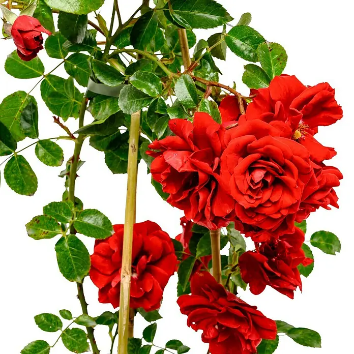 Kletterrose - Rosa 'Amadeus' -R-, Rot - Detailaufnahme einer roten Rose, die auf einem Rosenstock mit grünen Blättern und einem Bambusstab wächst.