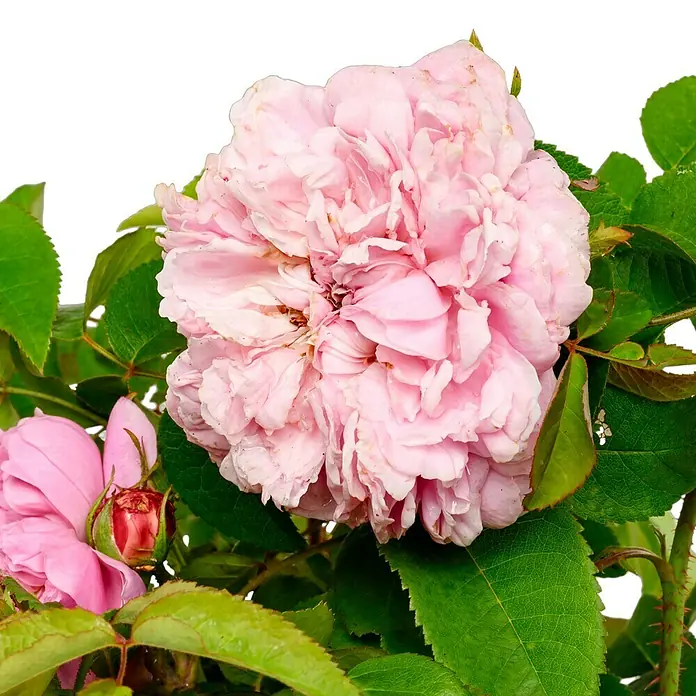 Strauchrose - Rosa 'Jacques Cartier', Topfvolumen: 5,5 l, Rosa - Nahaufnahme einer zarten, rosa Rose mit üppigen Blütenblättern und grünen Blättern vor einem neutralen Hintergrund.
