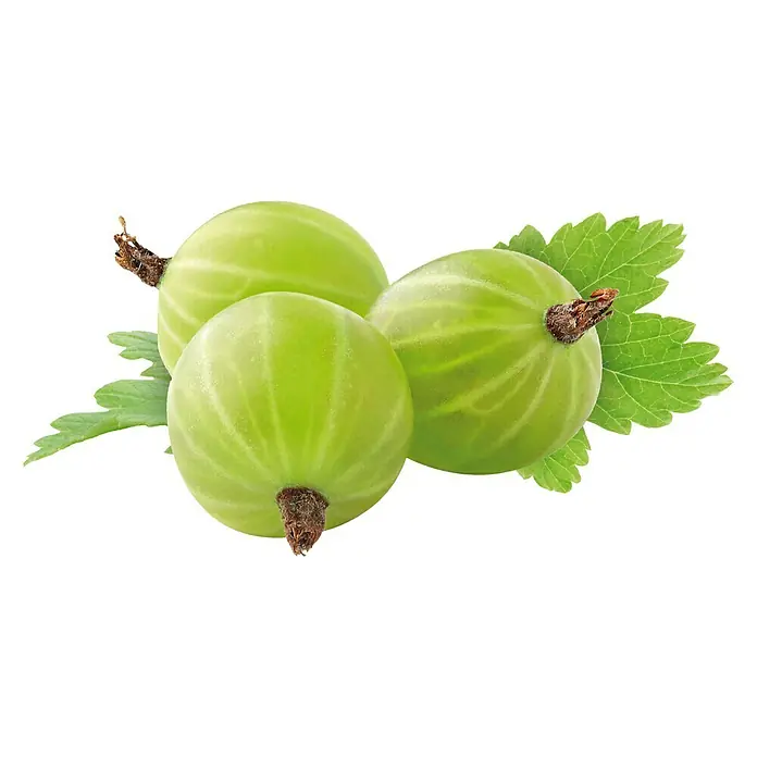 Piardino Stachelbeere - Ribes uva-crispa, Erntezeit: Juli, Grün - Nahaufnahme von drei grünen Stachelbeeren mit Blättern, die die frische und saure Köstlichkeit dieser Sommerfrucht hervorheben.