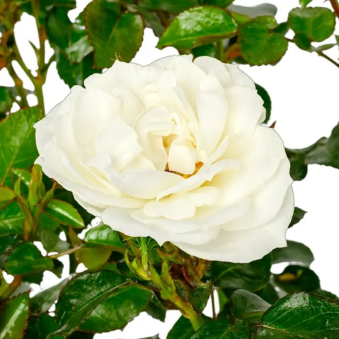Edelrose - Rosa 'Limona' ® ADR, Gelb - Nahaufnahme einer weißen Rose mit grünen Blättern im Hintergrund, die die Eleganz und Schönheit der Blüte hervorhebt.
