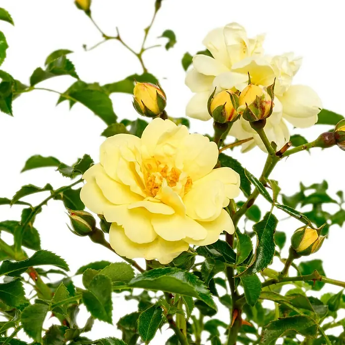 Bodendeckerrose - Rosa 'Sunny Rose' -R-, Topfvolumen: 4,5 l, Zartgelb - Nahaufnahme einer gelben Rose mit Knospen und grünen Blättern vor einem hellen Hintergrund.