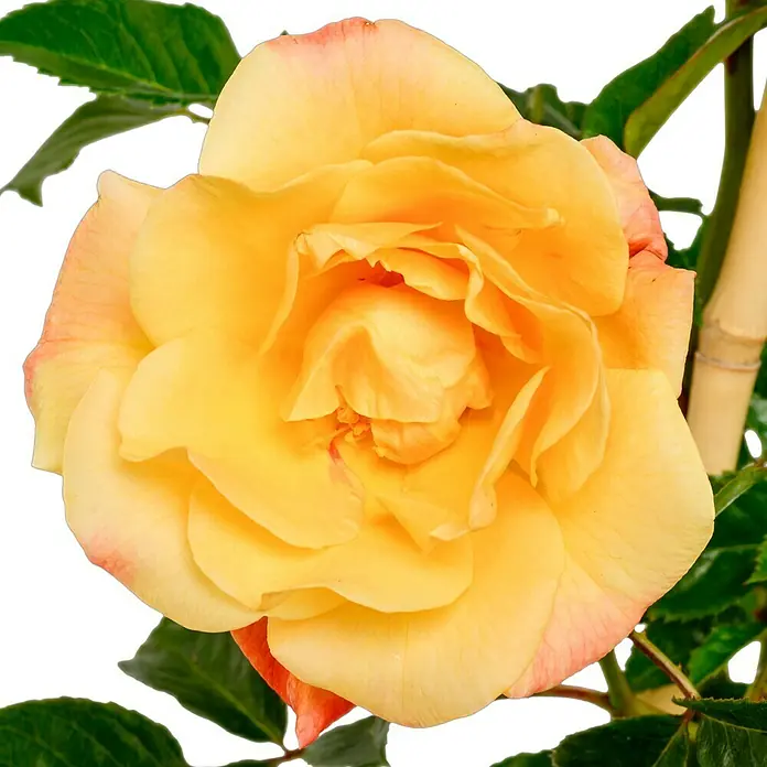 Kletterrose - Rosa 'Moonlight' -R-, Zitronengelb - Nahaufnahme einer gelben Rose mit zarten rosa Akzenten an den Blütenblatträndern, umgeben von grünen Blättern vor schwarzem Hintergrund.