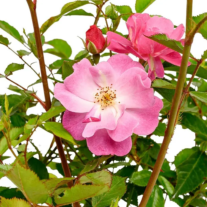 Bodendeckerrose - Rosa 'Lavender Dream' -R-, Topfvolumen: 4,5 l, Lavendelfarben - Nahaufnahme einer rosafarbenen Rose mit gelbem Zentrum, umgeben von grünen Blättern und einem roten Knospenansatz.