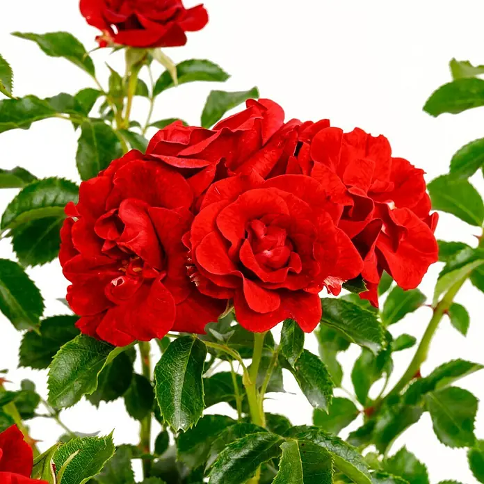 Bodendeckerrose - Rosa 'Matador' -R-, Topfvolumen: 4,5 l, Rot - Nahaufnahme einer Gruppe leuchtend roter Rosenblüten mit grünen Blättern an den Stielen.