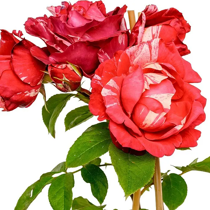 Edelrose - Rosa 'Henri Matisse', Rot/Weiß - Nahaufnahme von roten und weißen gestreiften Rosenblüten mit grünen Blättern an einem Stiel vor einem schwarzen Hintergrund.