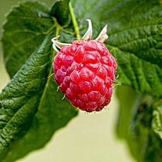 Piardino Himbeere Heritage (Rubus idaeus, Erntezeit: August)